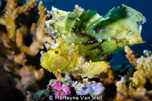 Portrait of a juvenile leaf fish at the house reef at Six... by Marteyne Van Well 